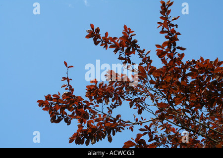 Cherry Plum Tree, Prunus cerasifera, Glasgow, Ecosse, Royaume-Uni Banque D'Images