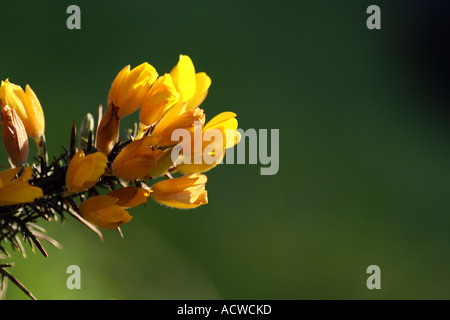 L'ajonc commun (Ulex europaeus), Perthshire, Écosse, Royaume-Uni. Banque D'Images