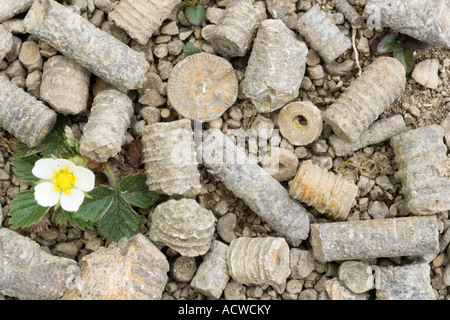 Restes fossiles de crinoïdes à Salthill réserve naturelle de carrière Lancashire Banque D'Images