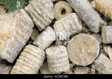 Restes fossiles de crinoïdes à Salthill réserve naturelle de carrière Lancashire Banque D'Images