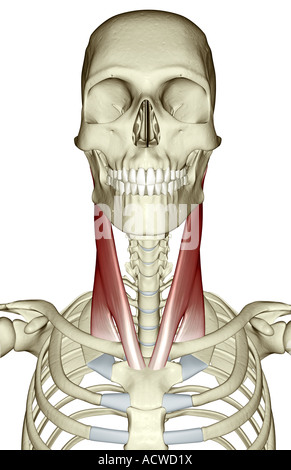 Le muscle sterno-cléido-mastoïdien Banque D'Images