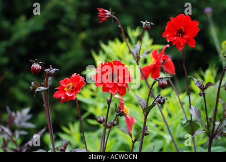 Évêque de Llandaff dahlias, UK Banque D'Images