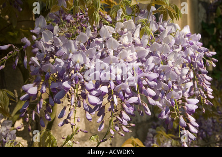 Gros plan de la violette leguminosae wisteria fleurs fleurir au printemps début de l'été Angleterre Royaume-Uni GB Grande-Bretagne Banque D'Images