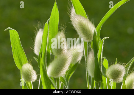 Gros plan de la queue de lièvres graminées agurus ovatus poaceae Banque D'Images