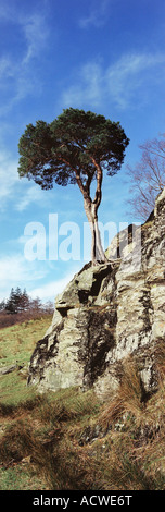 Lone Tree, Buttermere, Cumbria, Royaume-Uni Banque D'Images