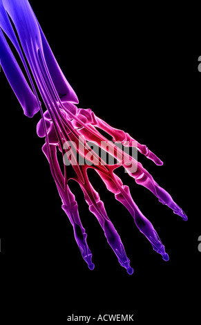 Flexor digitorum profundus Banque D'Images