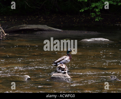 Une paire de canards colverts sur un petit rocher au milieu d'une rivière. Banque D'Images