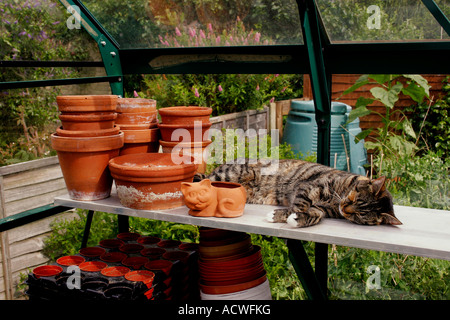 Chat écaille endormi dans une serre. Banque D'Images