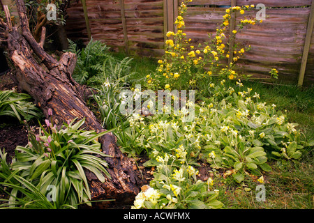 Japonica pleniflora vexille. juif du manteau terrestre. Banque D'Images