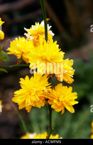 Japonica pleniflora vexille. juif du manteau terrestre. Banque D'Images