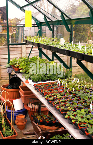 L'intérieur d'une serre au début du printemps avec des plantes nouvellement plantées. Banque D'Images