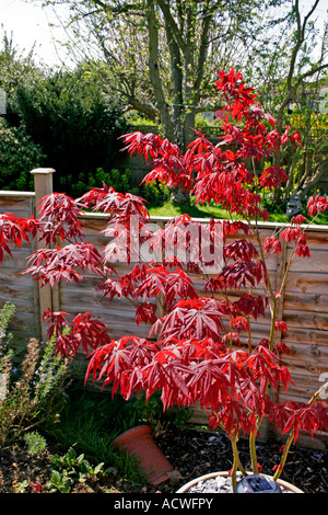 Acer palmatum atropurpureum. japanese maple aceraceae. Banque D'Images