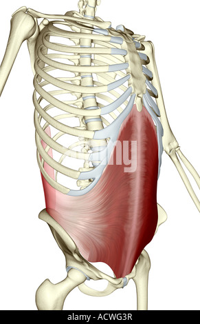 Transversus abdominis Banque D'Images