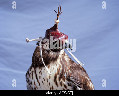 Une buse à queue rouge à capuchon Cet oiseau a été formé pour la fauconnerie Banque D'Images