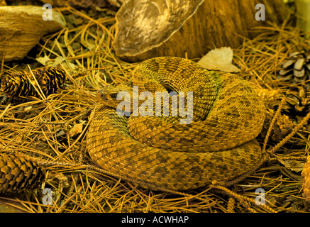 USA MIDWEST Portrait d'un crotale des Prairies Crotalus viridis viridis Banque D'Images