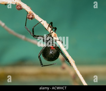 USA ARKANSAS Portrait d'une femme araignée veuve noire Latrodectus mactans Banque D'Images