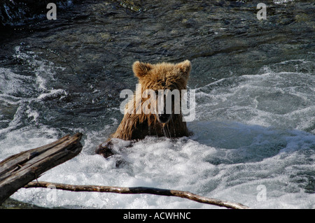 Pêcher le saumon de l'ours brun (Ursus arctos) Banque D'Images