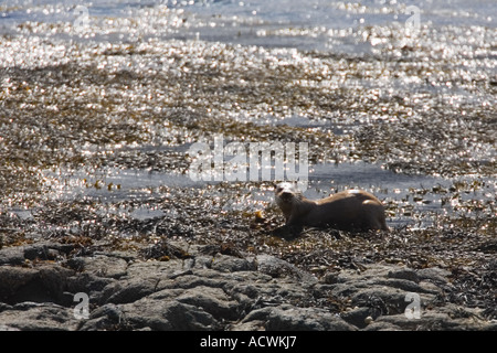 L'alimentation de la loutre Lutra lutra dans le varech sur Loch Na Keal Hébrides intérieures sur l'île de Mull en Argyll Scotland UK Royaume-Uni GB Grande Bretagne Banque D'Images