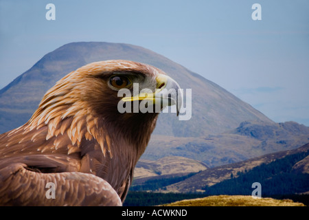 Aigle royal Aquila chrysaetos près de Loch Frisa sur Isle of Mull Hébrides intérieures Scotland UK Royaume-Uni GB Grande Bretagne Banque D'Images