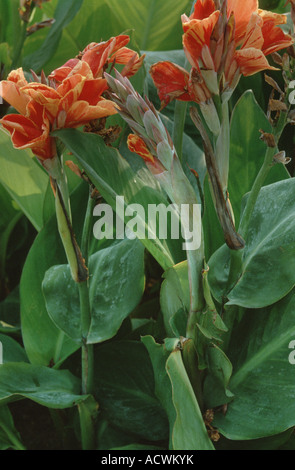 Indian shot, Canna, poloke (Canna indica 'Lucifer', Canna indica Lucifer), blooming Banque D'Images