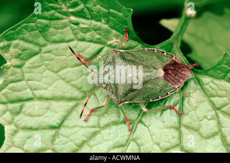 Green Shield Bug commun Banque D'Images