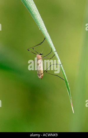 Cranefly / Daddy-Long-jambe Banque D'Images