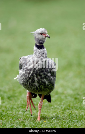 Le sud de Screamer / Crested Screamer Banque D'Images