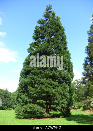 Le séquoia géant, géant (Sequoiadendron giganteum), seul arbre Banque D'Images