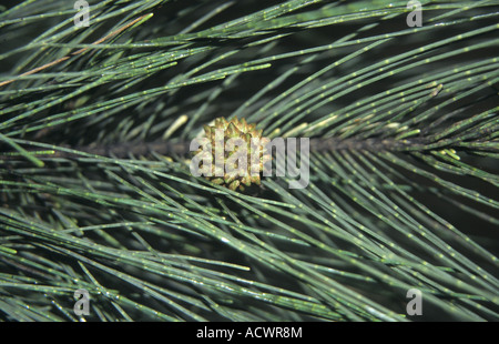 Elle Casuarina equisetifolia chêne feuillage fruits et de la baie de Halong Vietnam Banque D'Images