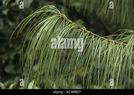 Bhutan pine Pinus bhutanica Tinleygang feuillage ci-dessous versant est du Bhoutan de l'Ouest La Dochong Banque D'Images