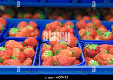 Macro image de fraises vu de dessus au printemps Banque D'Images