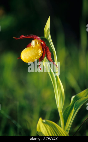 Cypripedium calceolus , chaussons de la Dame , alias Slipper de la Dame , Slipper de la Dame Banque D'Images