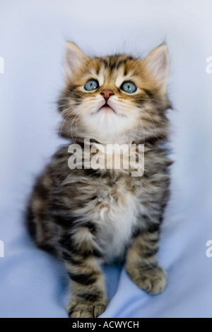 Tabby kitten tourné contre une toile de soie bleu pastel curieux Banque D'Images