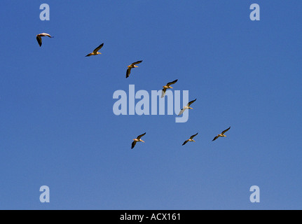 Troupeau de grands pélicans blancs volant en formation V Kenya Nakuru Banque D'Images