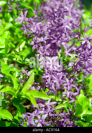 Vigne de verre, couronne de la Reine ou violet Gerbe Petrea volubilis, Kenya, Afrique de l'Est Banque D'Images