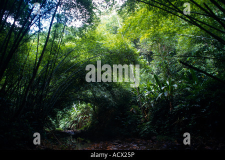 Tobago Rainforest chemin de Chute d'Argyll Banque D'Images