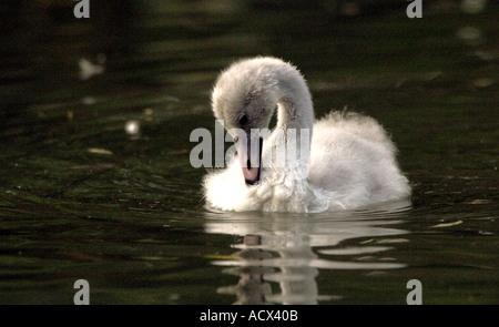 Le vilain petit canard. Banque D'Images