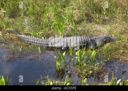 Alligator au soleil anhinga trail royal palm visitor center etat everglades national park florida usa Banque D'Images