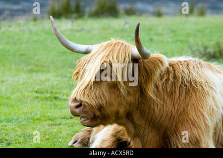 Vache des Highlands à Torrin, île de Skye, Écosse, Royaume-Uni. The Highland est la plus ancienne race de bétail enregistrée. Banque D'Images