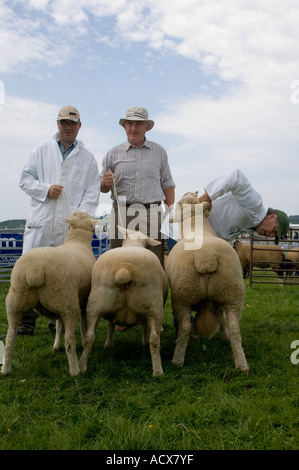 Fiers agriculteurs affichant trois moutons en compétition à Aberystwyth, Pays de Galles UK show agricole Banque D'Images