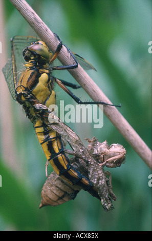 Dard noir (Sympetrum danae) 56.46 Les nouvelles femelles Banque D'Images