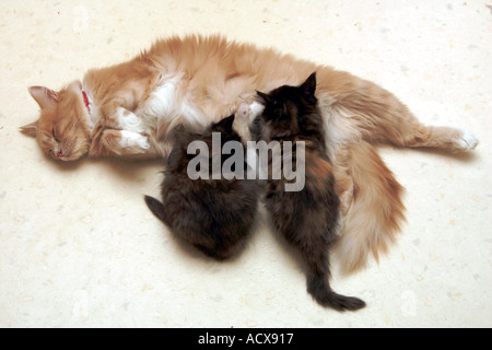 Portrait de chat ses chatons Banque D'Images