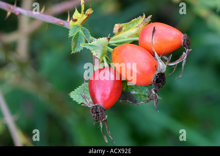 Les hanches sur dog rose Banque D'Images