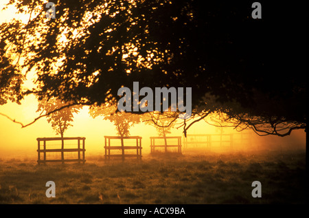 Lever du soleil en prairie avec arbres Banque D'Images