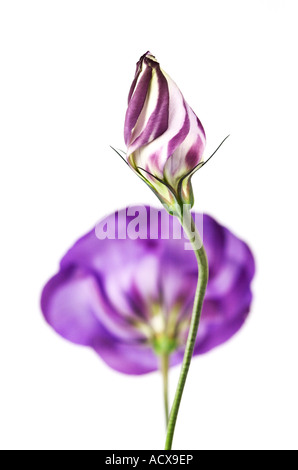 Lisianthus gros plan Banque D'Images