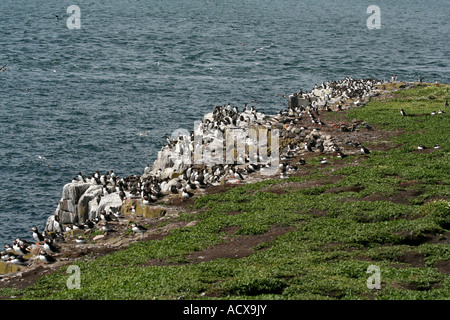 Des guillemots (Uria aalge) et Macareux moine (Fratercula arctica) colonie de reproduction de la Frane Banque D'Images