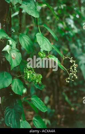 Begonia glabra scandent une espèce dans la forêt amazonienne du Pérou Banque D'Images