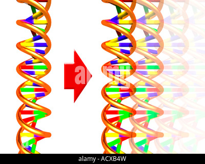 Illustration conceptuelle de molécules en double hélice de l'ADN de clonage Banque D'Images