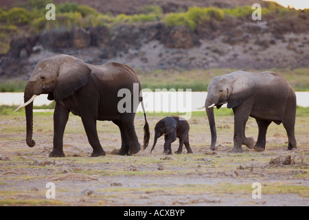Deux éléphants d'Afrique Loxodonta africana avec bébé dans le Parc national Amboseli Kenya Afrique de l'Est Banque D'Images