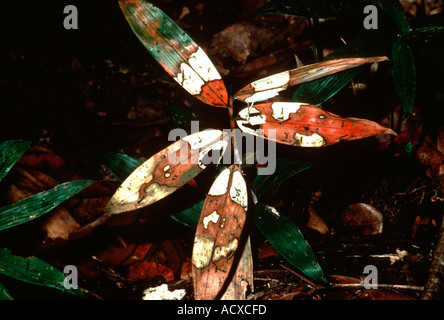 Les feuilles en décomposition Amérique du Sud Guyana Banque D'Images